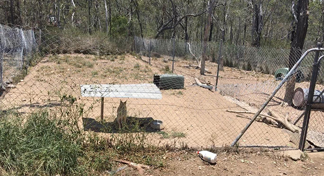 bull terrier raid rspca inspectorate 2019